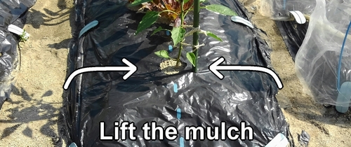 Lift the mulch in the sections for eggplants and peppers