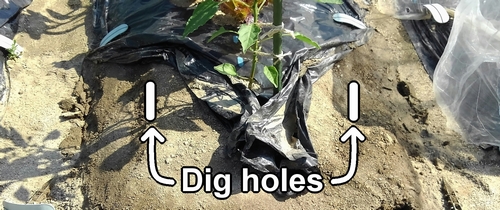 Dig holes in the fertilizing locations