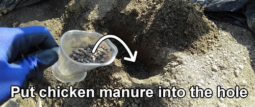 Place organic chicken manure into the holes