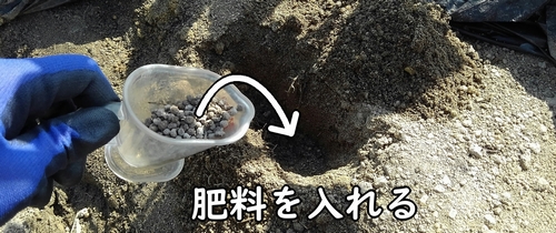 穴に有機肥料の鶏糞を入れる