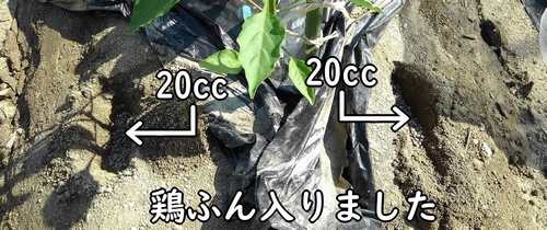 甘唐辛子に鶏糞を追肥しました