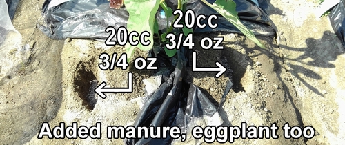 Applied chicken manure as additional fertilizing for the white eggplants