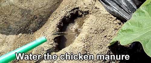 Water the fertilized chicken manure