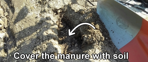 Cover the chicken manure with soil