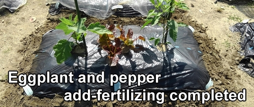 Additional fertilizing for the eggplants and peppers is complete