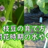 枝豆の水やり