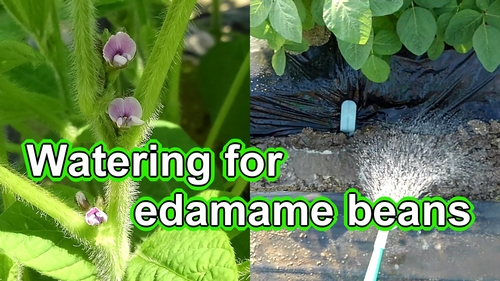 Watering for edamame bean plant