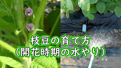 枝豆の水やり