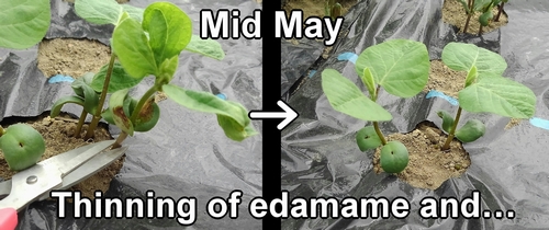 Thinning of edamame
