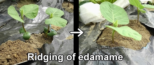 Ridging of edamame bean plants