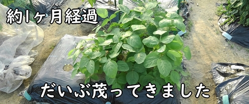 葉が茂った枝豆