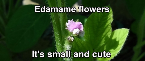 Edamame flowers