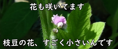 枝豆の花