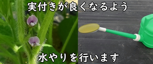 開花した枝豆は水が必要