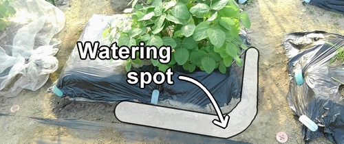 The watering spot