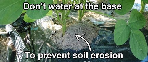 Don't water at the base of the edamame plants