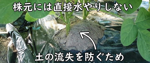 株元には水やりしない