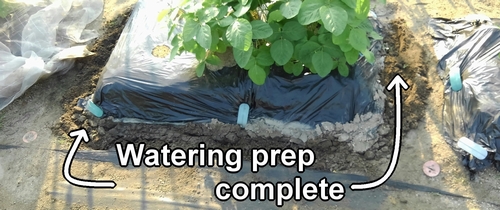Watering preparations complete