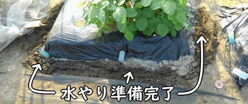 水やり準備完了