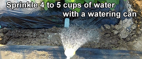 Sprinkle 4 to 5 cups of water with a watering can