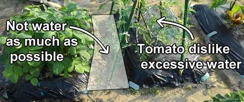 Don't water the bed for tomatoes and watermelons