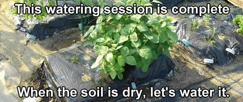 To ensure the edamame pods grow larger, water them regularly