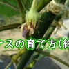 Growing eggplant plant (White eggplants seem to have gotten sick)：Brinjal plant