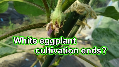 White eggplants seem to have gotten sick