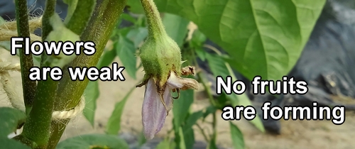 White eggplants are not producing any fruit