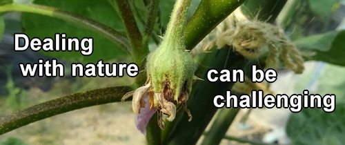 The white eggplant flower that has turned brown