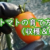 ミニトマトの収穫