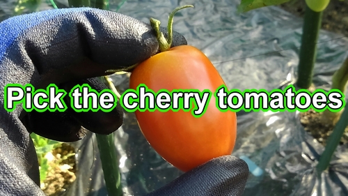 Pick the cherry tomatoes