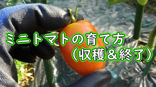 ミニトマトの収穫