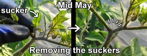 Removing the suckers of cherry tomatoes