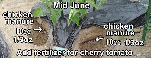 Additional fertilizer for cherry tomatoes