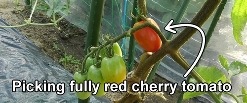 Picking fully red cherry tomato