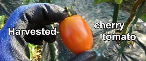 Harvested cherry tomato