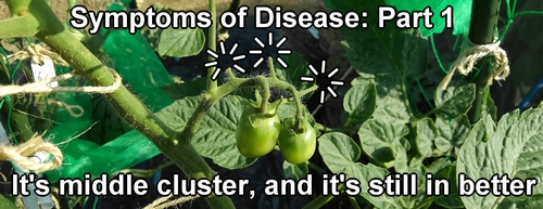 Cherry tomatoes affected by disease