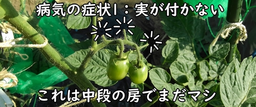 病気になったミニトマト