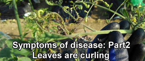 Leaves are curling and not unfurling