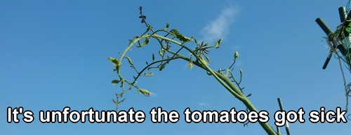 Stunted cherry tomatoes