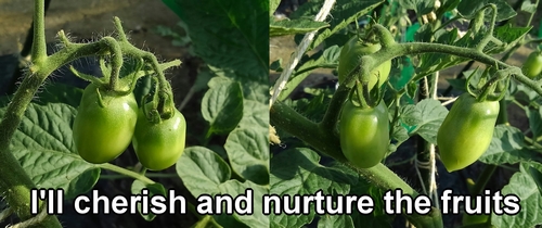 Ripening cherry tomatoes to come