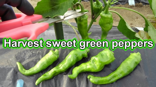 Harvest the sweet green peppers