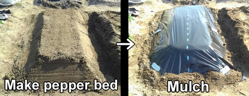 Create pepper bed and mulch