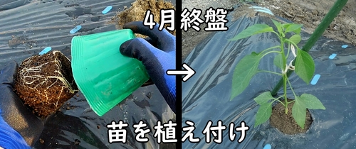 甘唐辛子の苗の植え付け