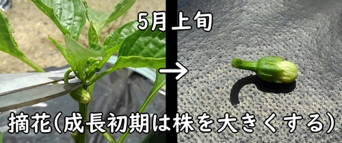 甘唐辛子の摘花