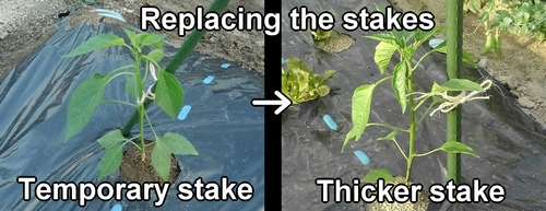 Replace the temporary stake with thicker stake