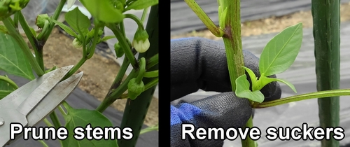 pruning sweet peppers and removing suckers