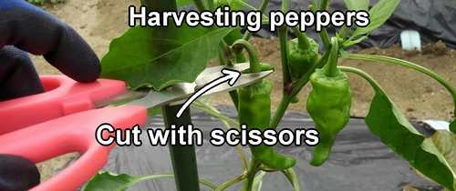 Harvest sweet green peppers
