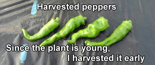 Harvested 4 sweet green peppers
